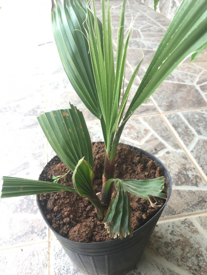 워싱턴야자 - Washington palm, California Fan Palm, Washingtonia filifera