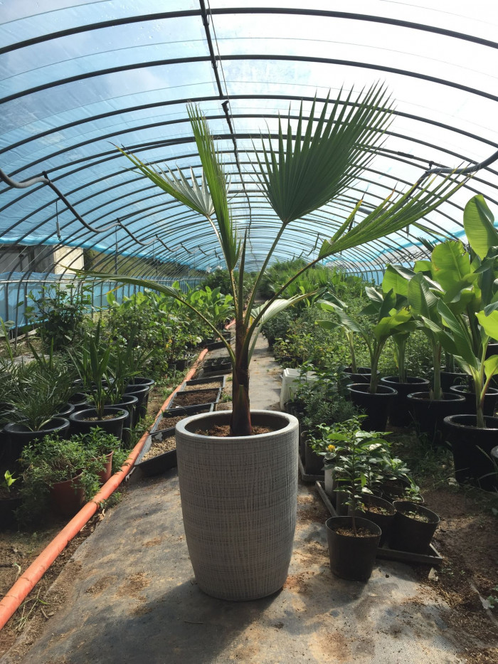워싱턴야자 - Washington palm, California Fan Palm, Washingtonia filifera