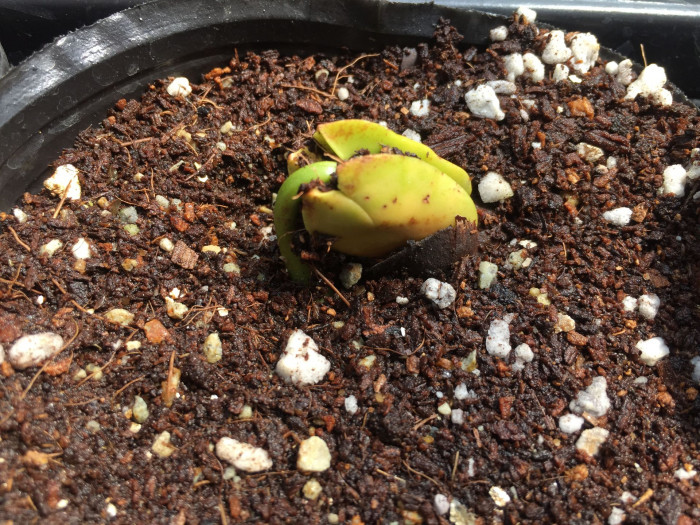 산돌 - Santol, Sandoricum koetjape