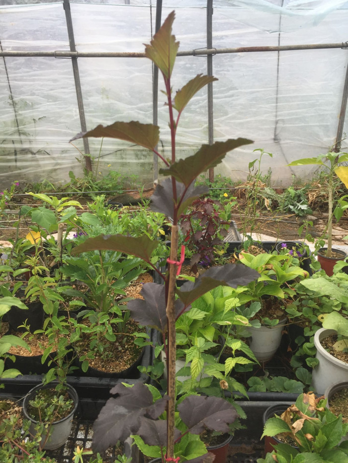 자엽국수나무 - Physocarpus opulifolius