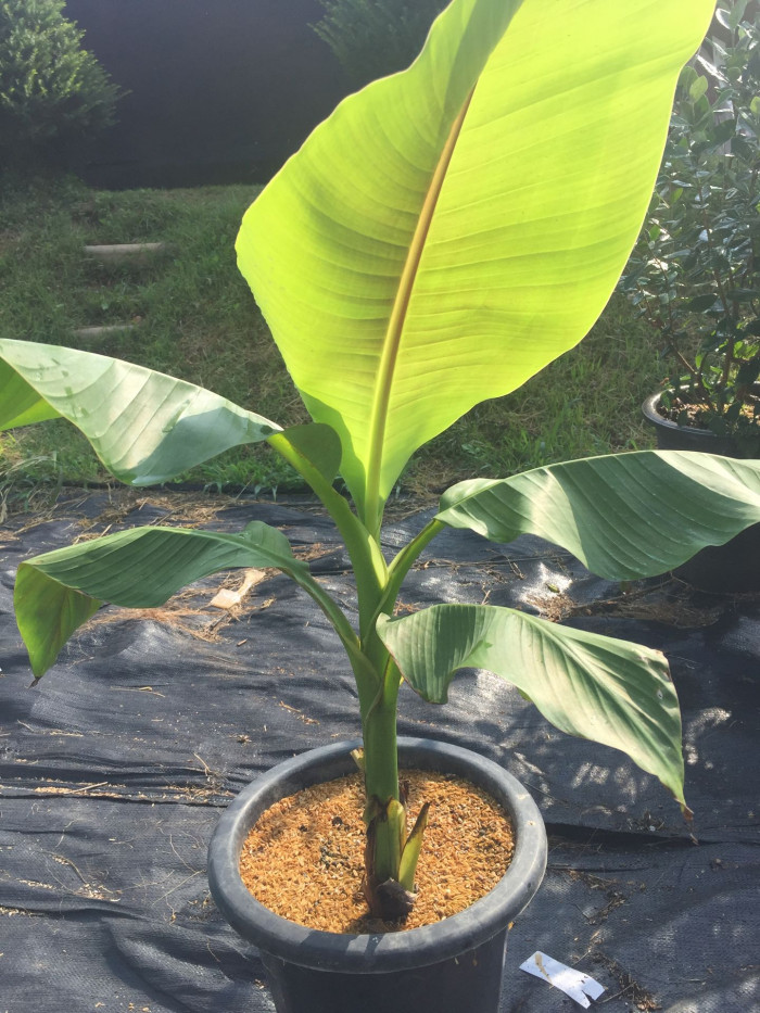 파초 - Japanese banana, Japanese fibre banana, hardy banana, Musa basjoo Siebold & Zucc.