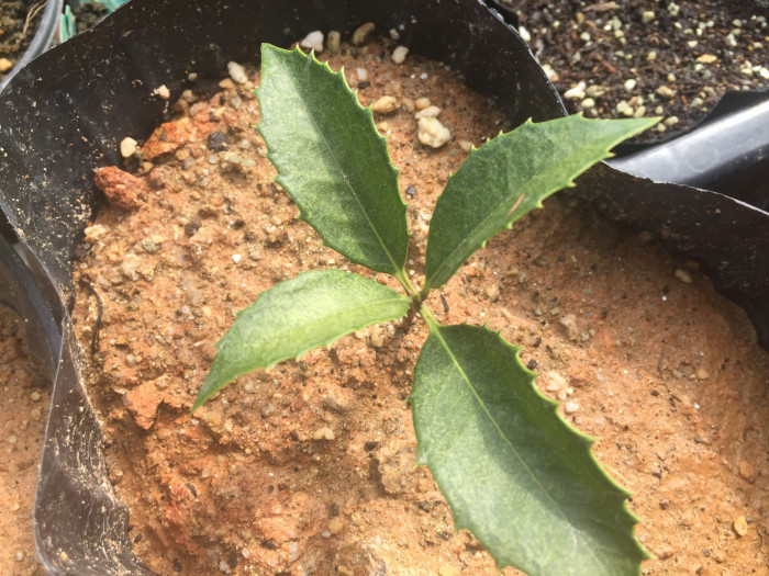 은목서 - ㅑ, Osmanthus asiaticus Lour. var. fragrans