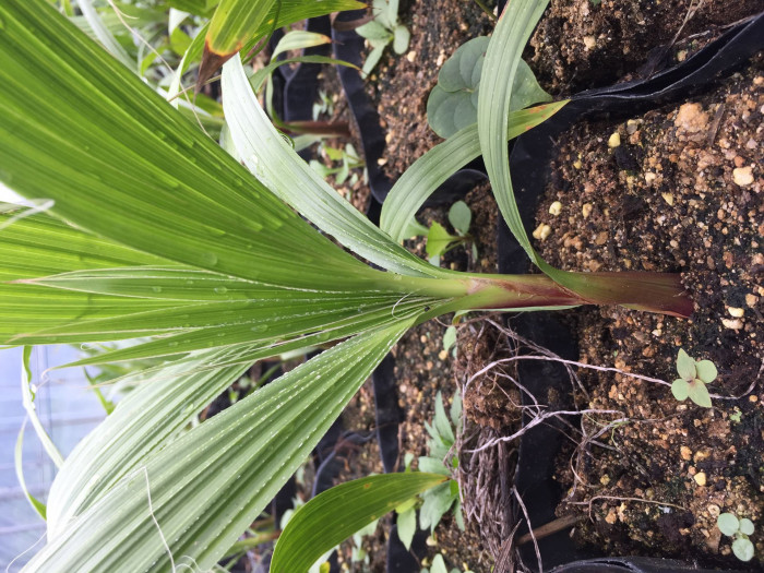 워싱턴야자 - Washington palm, California Fan Palm, Washingtonia filifera