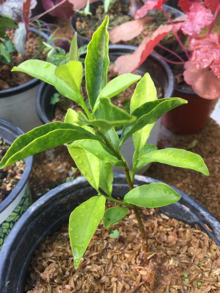 브룬펠시아 - Marning-Moon and night, Brunfelsia pauciflora