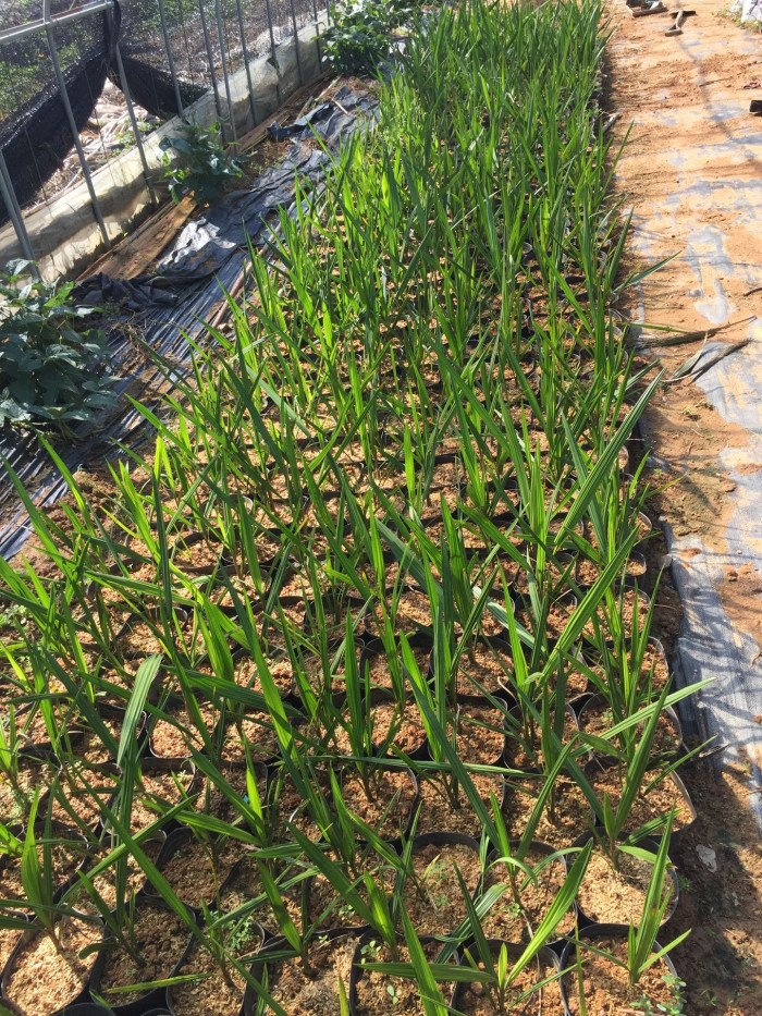 뷰티아야자 - Jelly palm, Butia odorata (Barb.Rodr.) Noblick