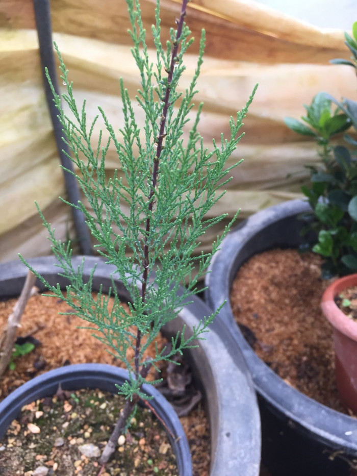 위성류 - Tamarix chinensis Lour.