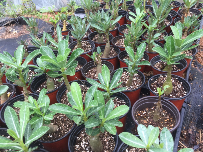 석화 - Adenium obesm, Adenium