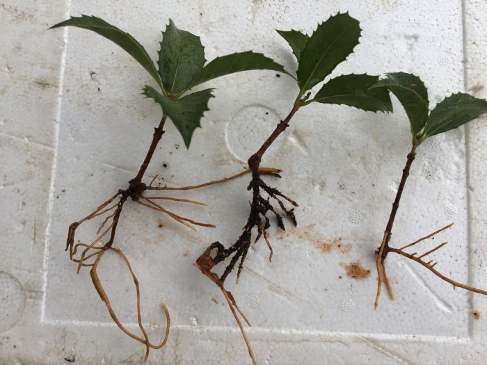 은목서 - ㅑ, Osmanthus asiaticus Lour. var. fragrans