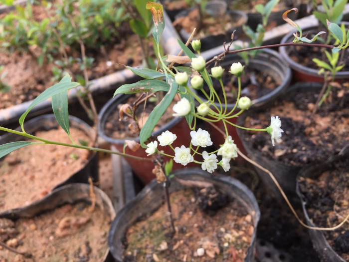 조팝나무 - Spiraea prunifolia for. simpliciflora Nakai