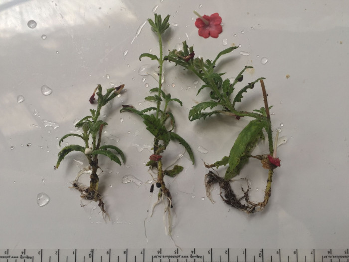 버베나 - Verbena, Garden verbena, Verbena hybrida