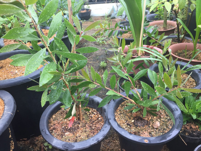 병솔나무 - Bottlebrush, Callistemon lanceolatus