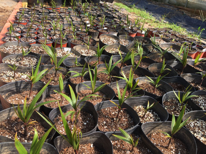 주병야자 - Bottle Palm, Hyophorbe lagenicaulis