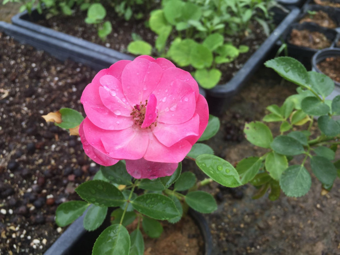 장미 - Rose, Rosa hybrida