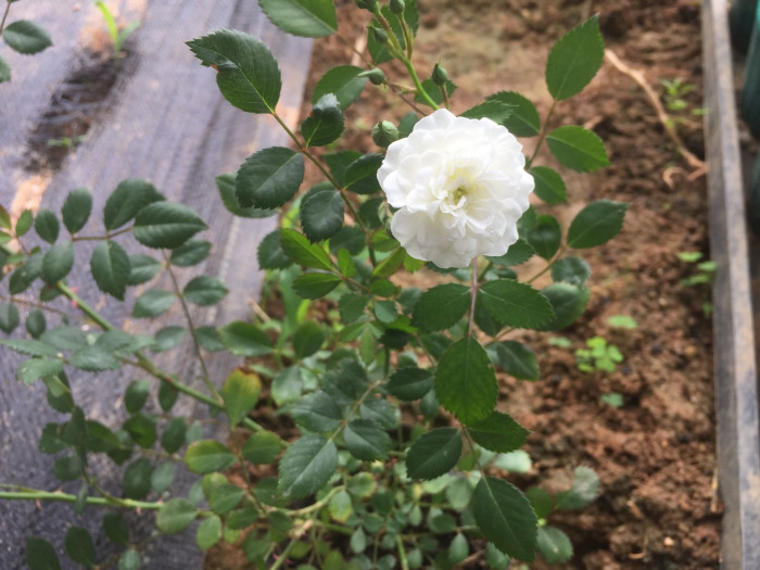 장미 - Rose, Rosa hybrida