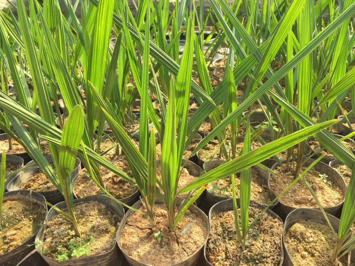 뷰티아야자 - Jelly palm, Butia odorata (Barb.Rodr.) Noblick
