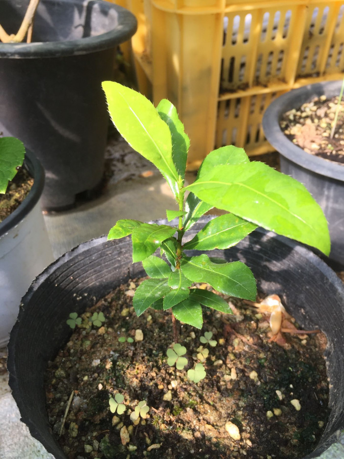 미키마우스트리 - Mickey Mouse bush, Small-leaved plane, Carnival bush, Ochna serrulata