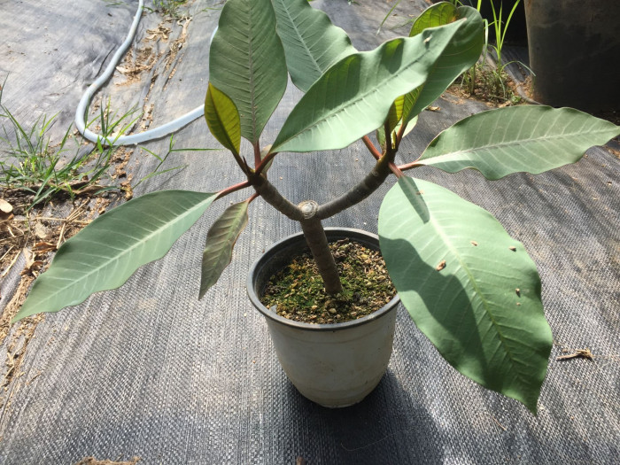 러브하와이 - Flumeria, Plumeria Alba