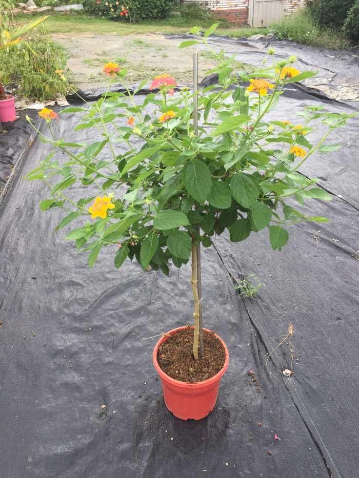 란타나 - Spanish Flag, West Indian Lantana, Lantana camara