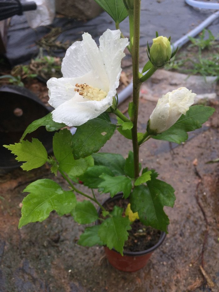 무궁화 - Rose of Sharon, Hibiscus syriacus L.