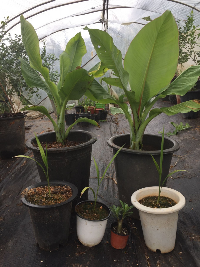 나무바나나 - False Banana,Ethiopian Banana, Ensete ventricosum