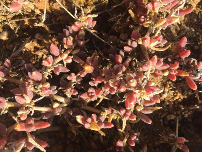 송엽국 - Trailing Ice Plant, Lampranthus spectabilis