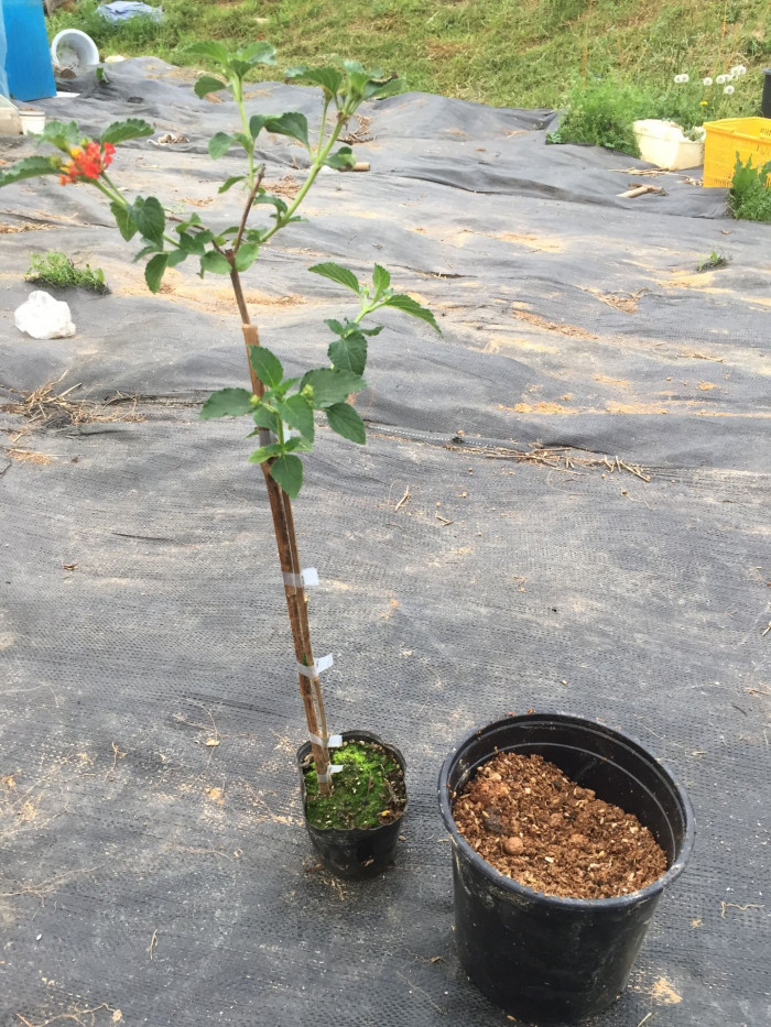란타나 - Spanish Flag, West Indian Lantana, Lantana camara