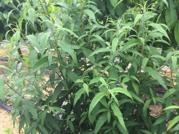 부들레야 - butterfly bush, Buddleja davidii