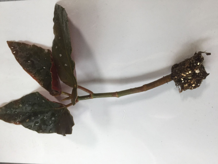 꽃베고니아 - Wax Begonias, Begonia semperflorens
