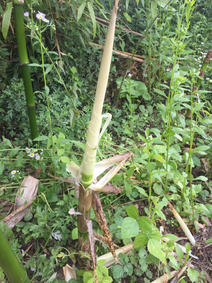 대나무 - Bamboo, Bambuseae