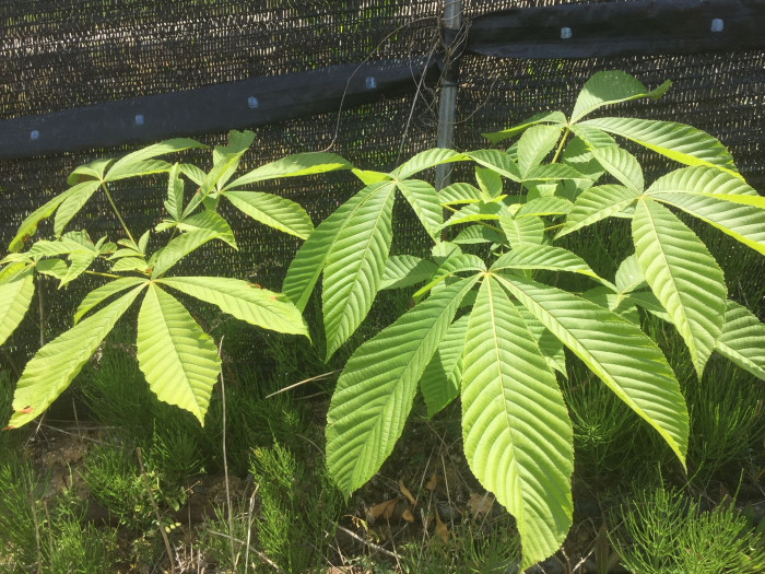 칠엽수 - -, Aesculus turbinata Blume