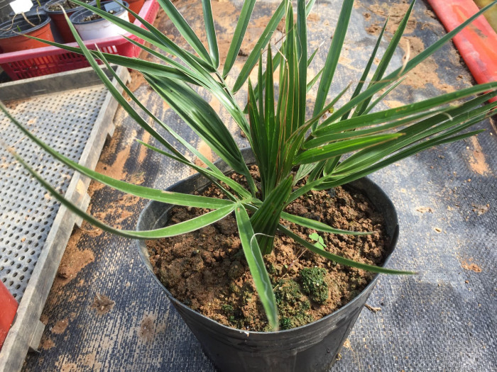 카나리아야자 - Canary Island date palm, Pineapple palm, Phoenix canariensis