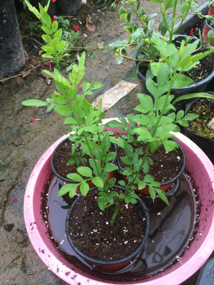 학자스민 - White Jasmine, Jasminum polyanthum Franchet