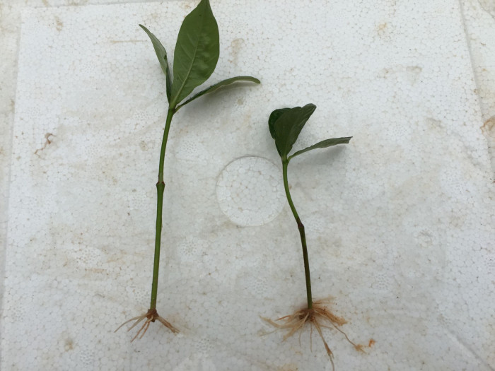 꽃치자 - Gardenia jasminoides var. radicans (Thunb.) Makino
