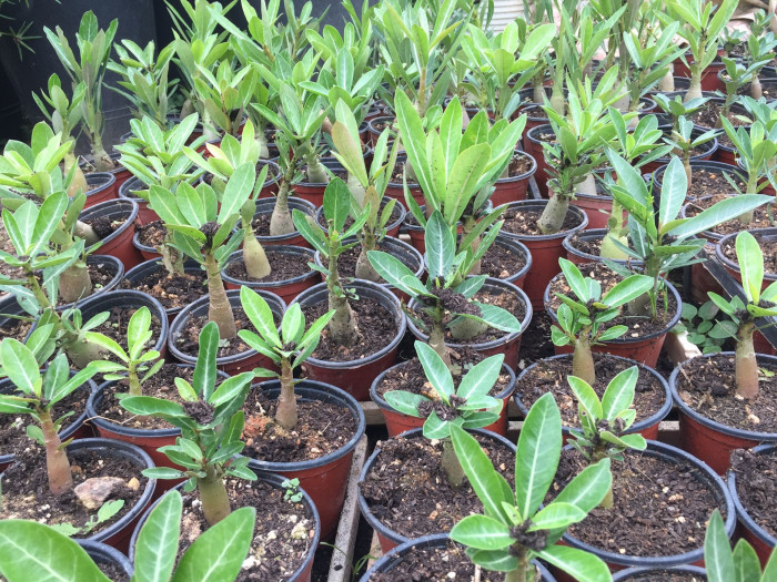 석화 - Adenium obesm, Adenium