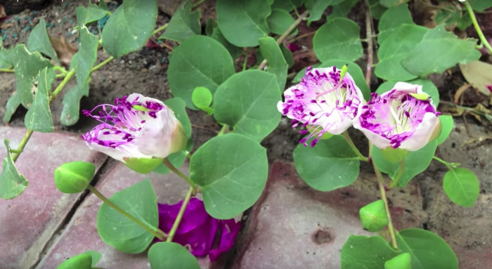 케이퍼 - Caper bush, Capparis Spinosa