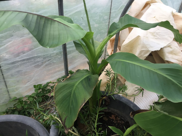 파초 - Japanese banana, Japanese fibre banana, hardy banana, Musa basjoo Siebold & Zucc.