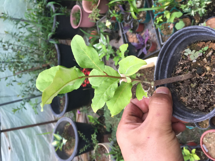 보리수나무 - Littleleaf linden tree, Elaeagnus umbellata Thunb.