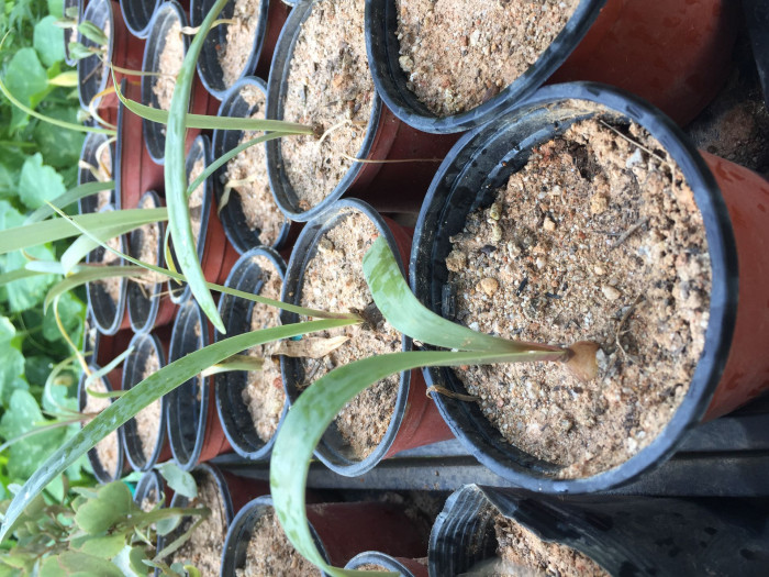 아마릴리스 - amaryllis, Hippeastrum puniceum (Lam.) Voss