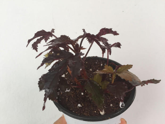 자엽로젤 - Red leaved hibiscus, Hibiscus acetosella Welw.Hiern