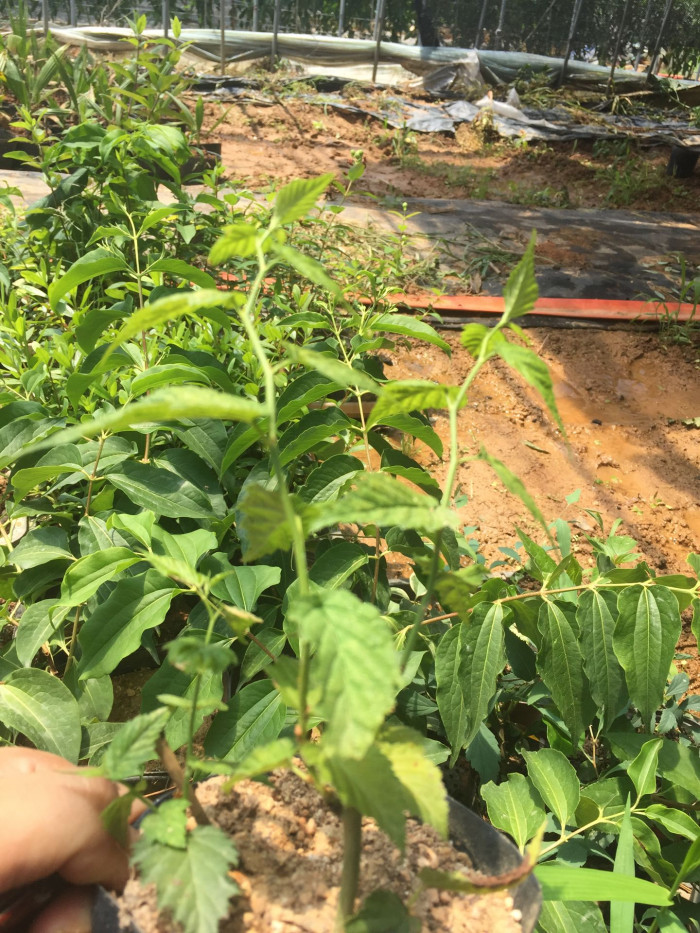 죽단화 - Kerria japonica for. pleniflora (Witte) Rehder