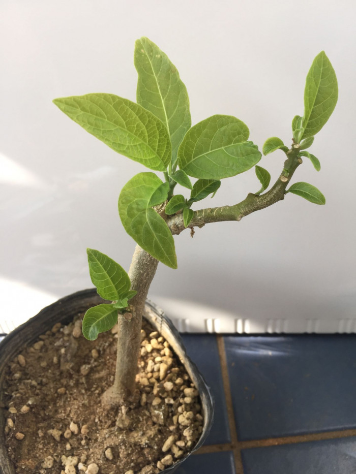 엔젤트롬펫 - Angels Trumpet, Growing Brugmansia