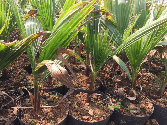 워싱턴야자 - Washington palm, California Fan Palm, Washingtonia filifera
