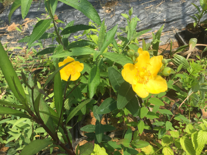 금사매 - Hypericum patulum