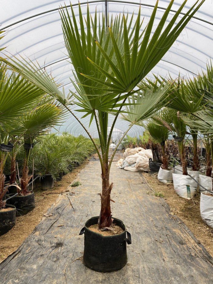 워싱턴야자 - Washington palm, California Fan Palm, Washingtonia filifera