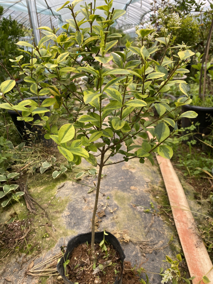 광나무 - Ligustrum japonicum Thunb. var. japonicum