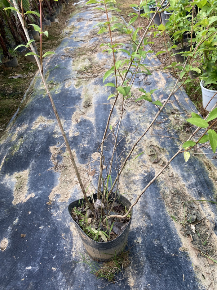 빈도리 - Deutzia crenata Siebold & Zucc.