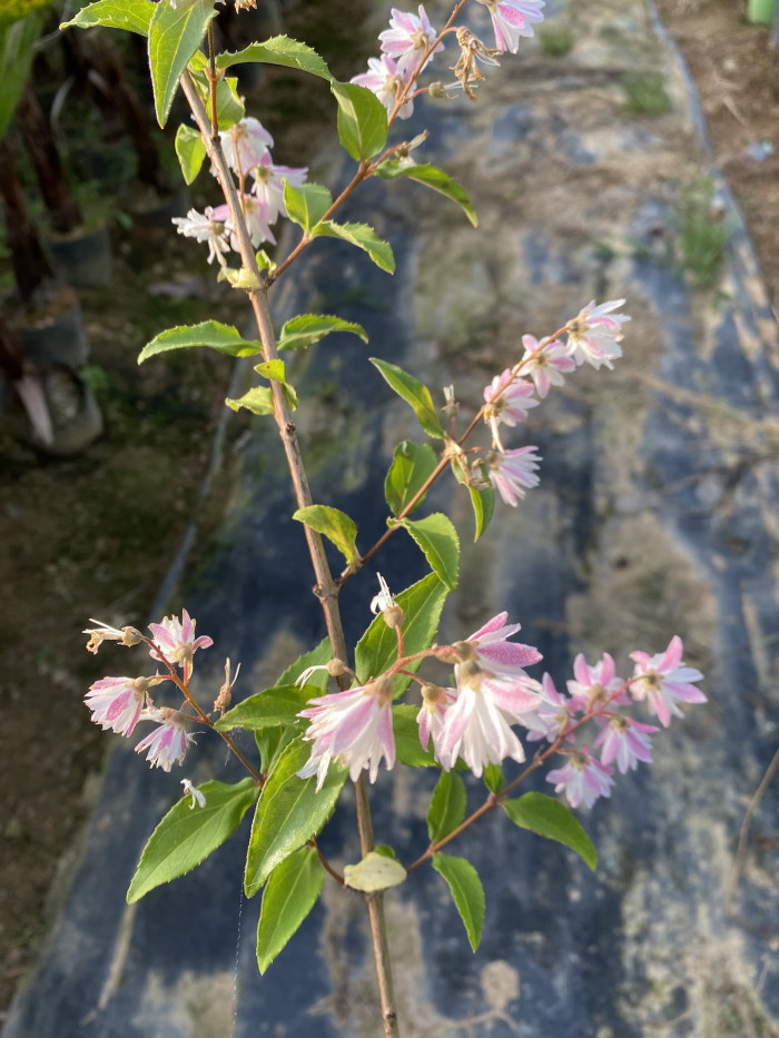 빈도리 - Deutzia crenata Siebold & Zucc.