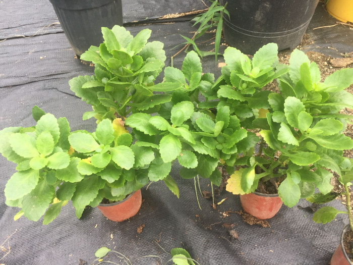 카랑코에 - Kalanchoe, Kalanchoe blossfeldiana