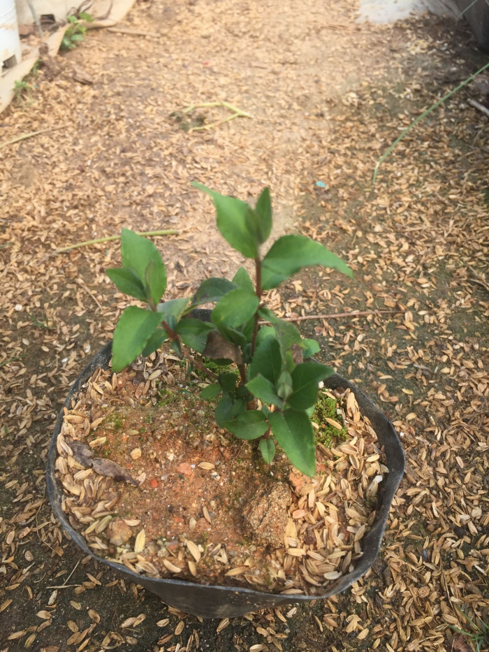 빈도리 - Deutzia crenata Siebold & Zucc.