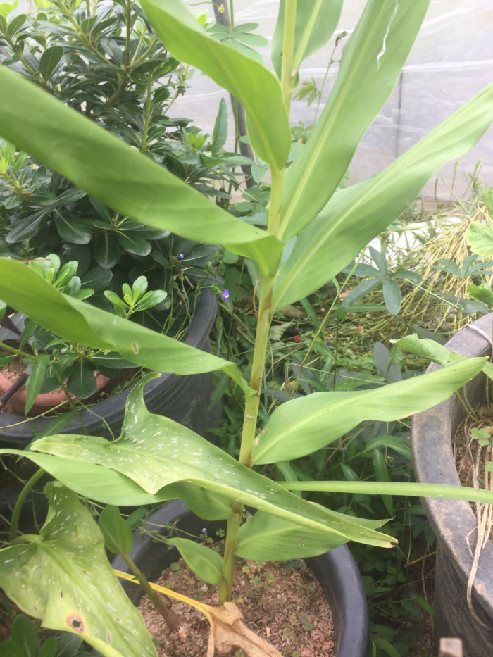 꽃생강 - Ginger lily, Hedychium coronarium J.Konig